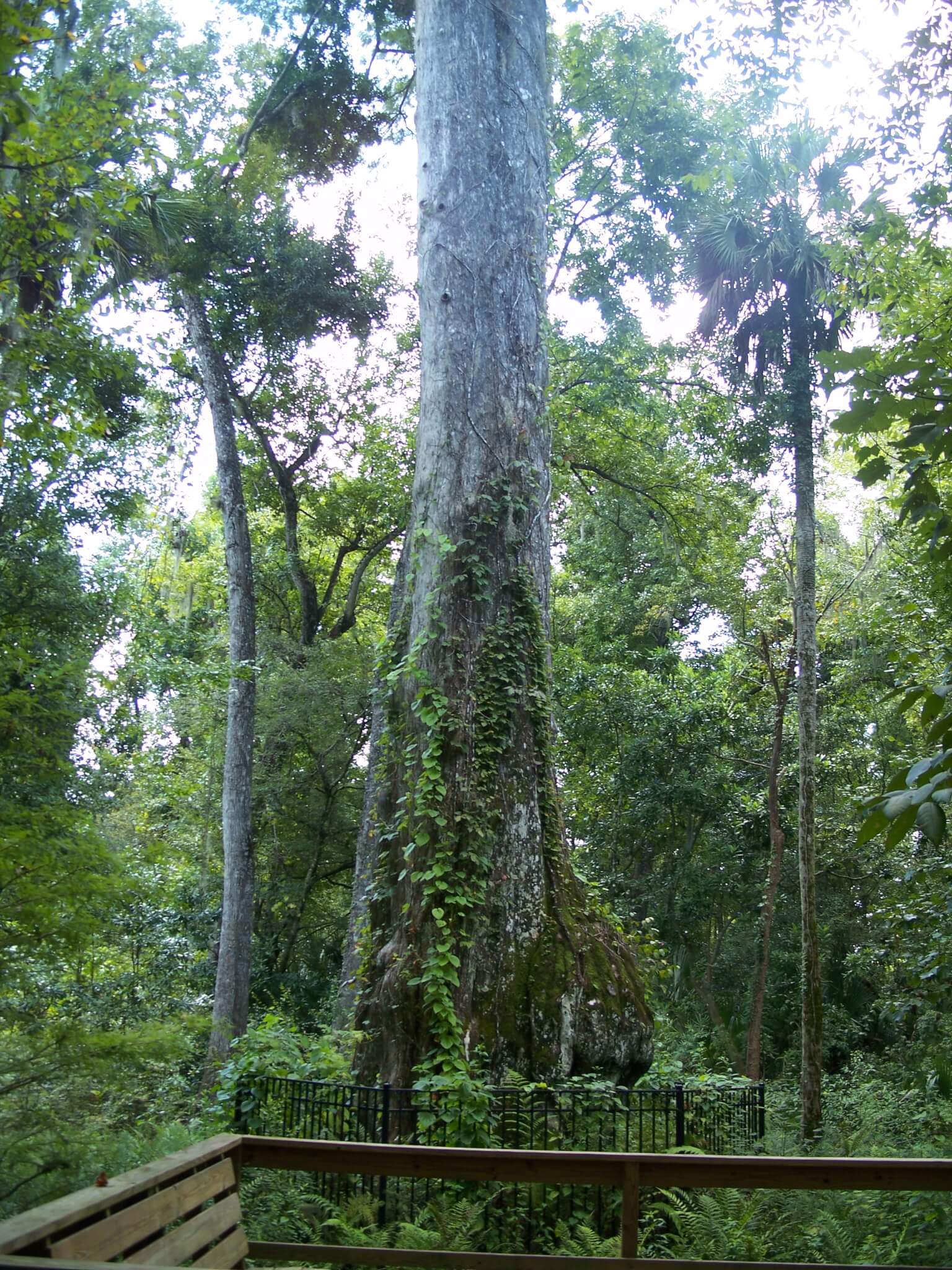 4 Unusual and Unique Things You Didn’t Know about Florida
