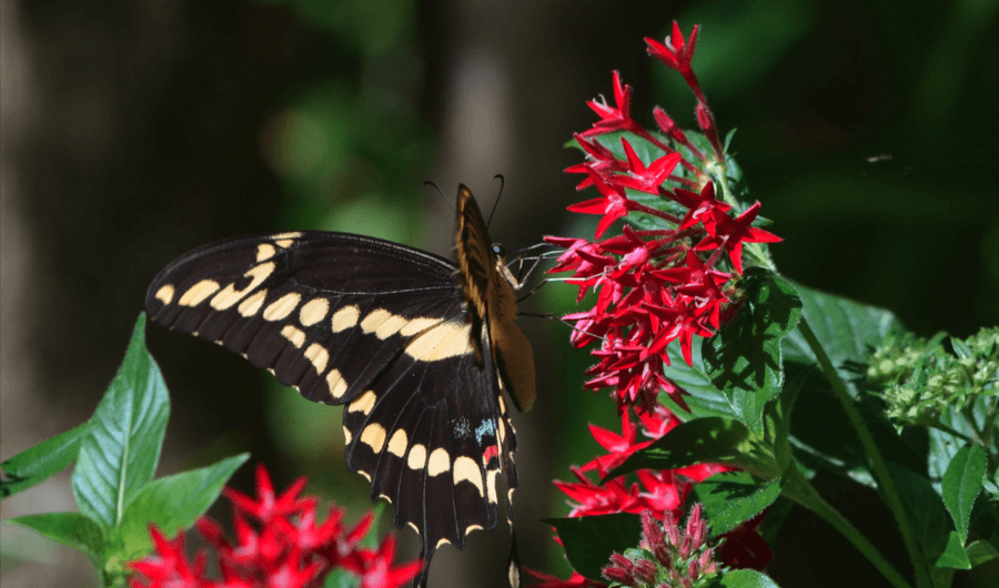 Orlando on A Shoestring Budget