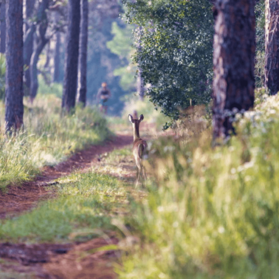 Orlando on A Shoestring Budget