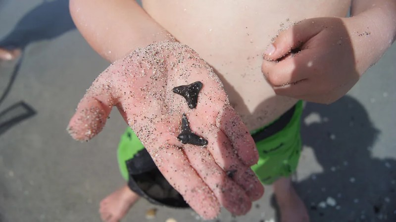 Where to Hunt for Shark Teeth in Florida