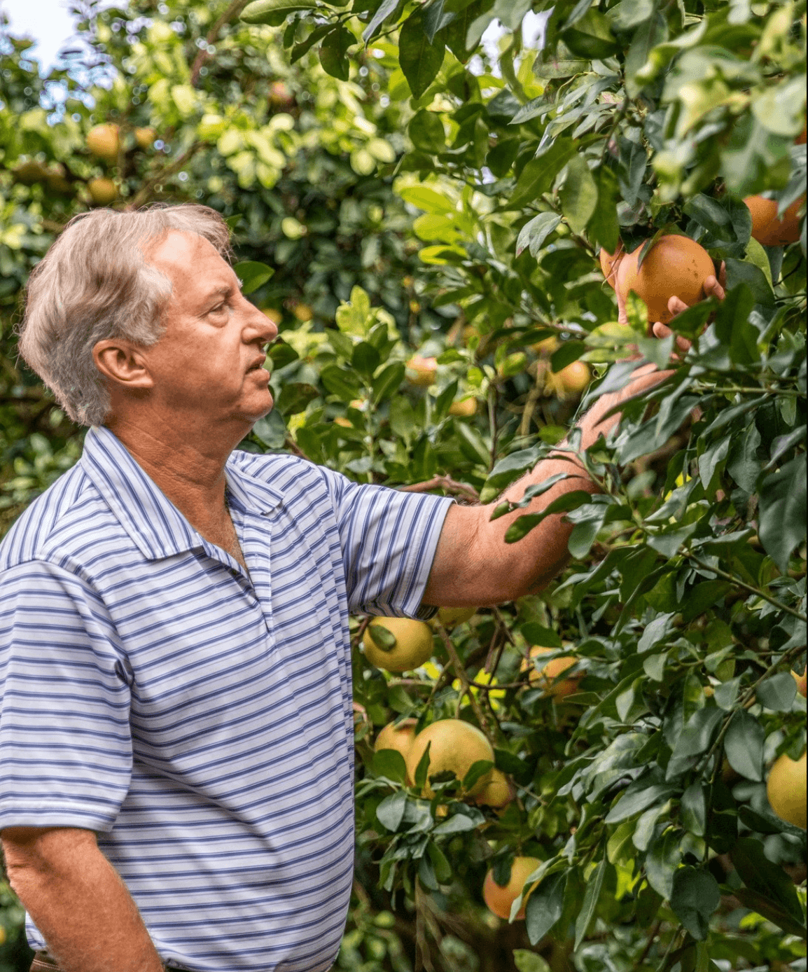 7 Orange Groves You Can Visit in Florida