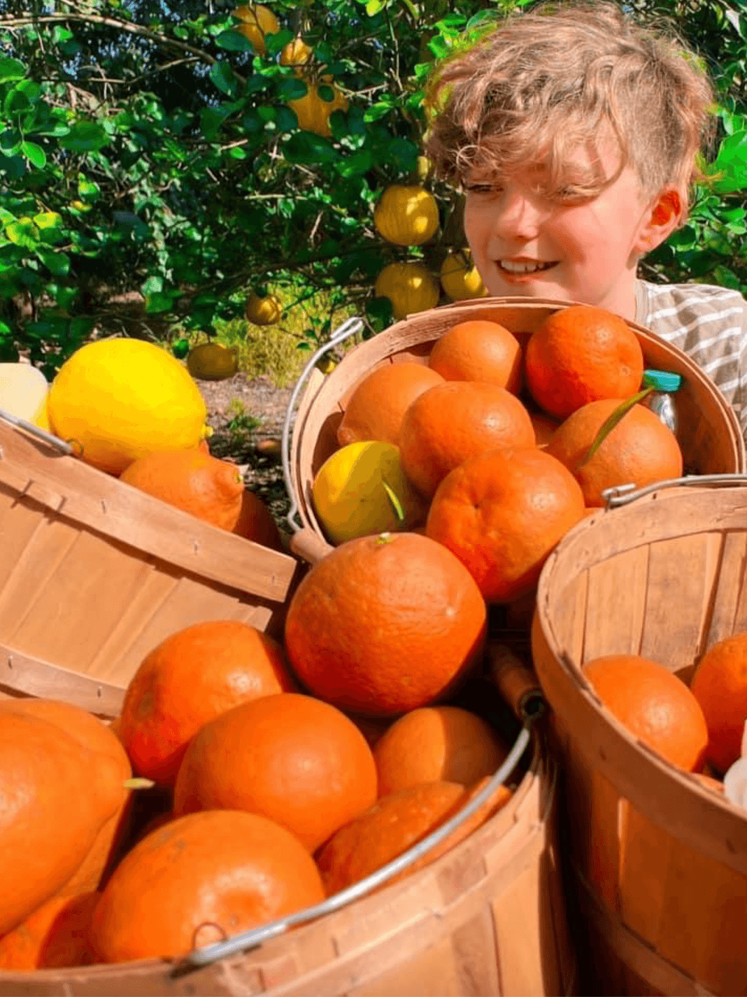 7 Orange Groves You Can Visit in Florida