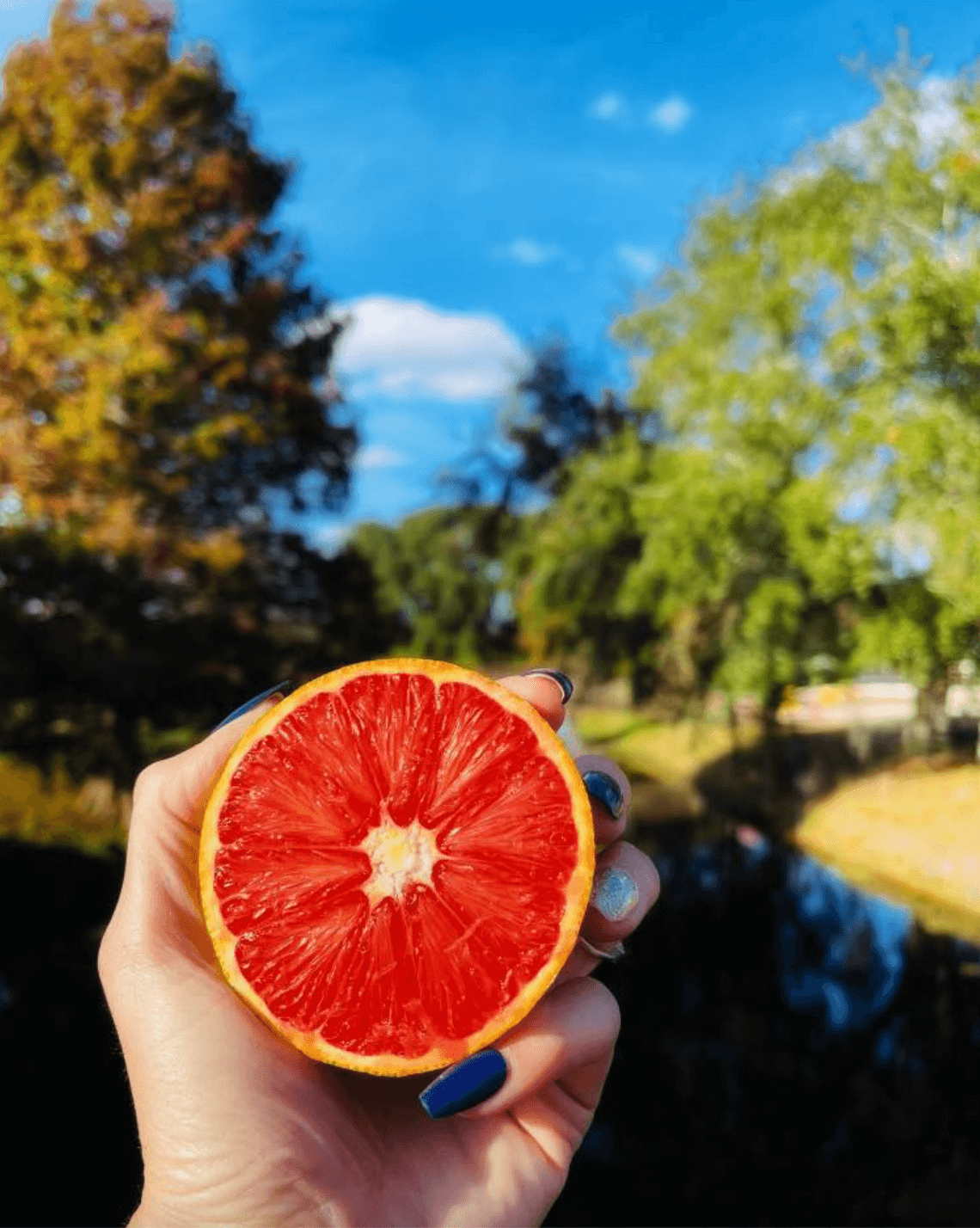 7 Orange Groves You Can Visit in Florida