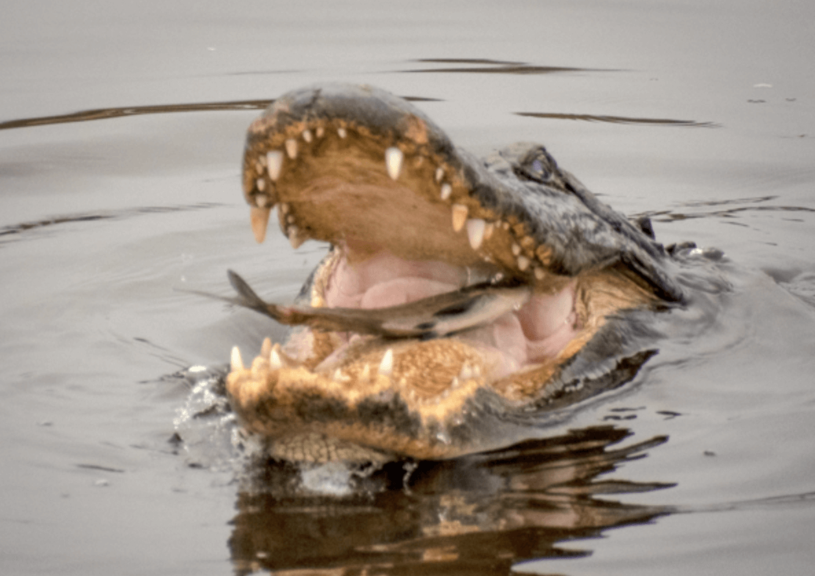 Where To See Alligators Across Florida