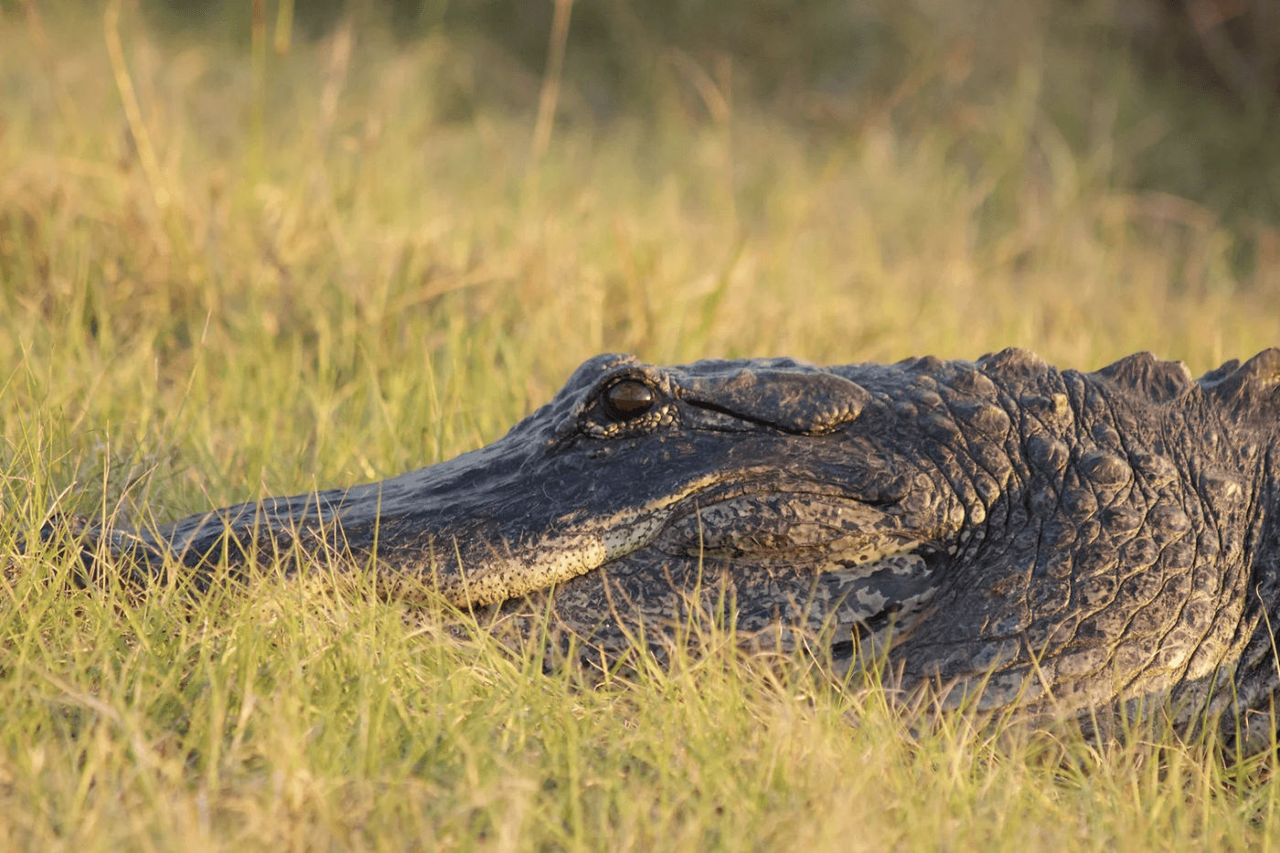 Where To See Alligators Across Florida