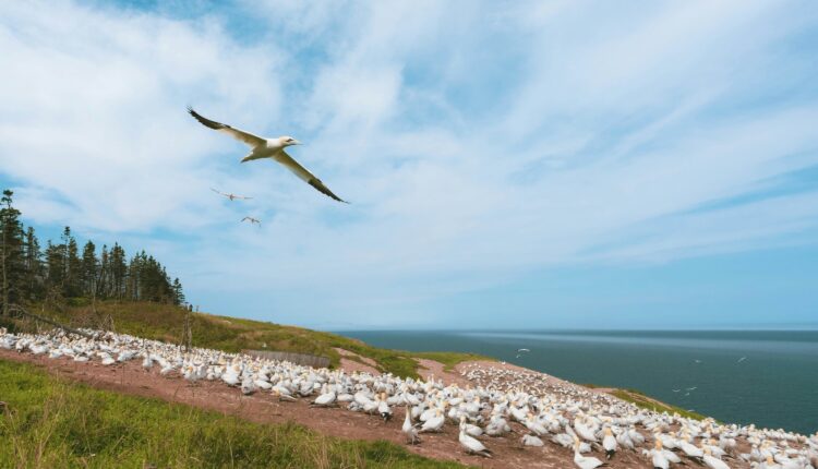 Watch for these 9 birds migrating across Florida’s skies this fall