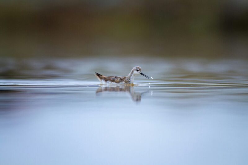 Piping Plover bird