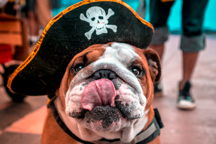 Pirate Dog at Gasparilla 2019