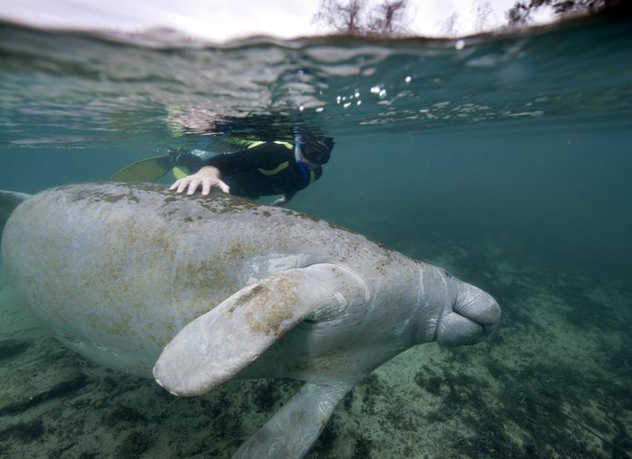 Snorkeler with Florida manatee (Trichechus manatus latirostris), Crystal River, Florida